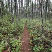 Pine Barrens, New Jersey