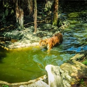 Tiger Sanctuary, Thailand