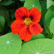 Nasturtium
