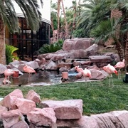 Flamingo Wildlife Habitat