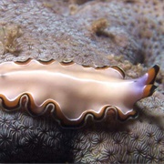 Flatworm