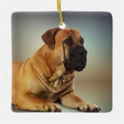 Boerboel Ornament