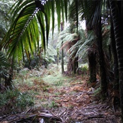 Mt Messenger to Kiwi Rd, Urenui