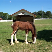 Clydesdale Yearling