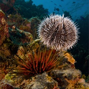 East Coast Sea Urchin