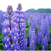 Blue Bonnets (Lupines)