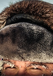 Canada's Controversial Seal Hunt: The Politics of Food (2017)