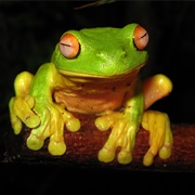 Orange-Eyed Tree Frog