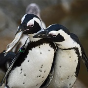 African Black Footed Penguin