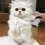 Persian Ragdoll