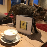 Monta Cat Cafe