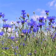 Syrian Cornflower