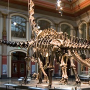 Museum Für Naturkunde