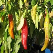 Charleston Hot Pepper