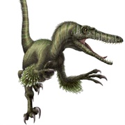 Velociraptor