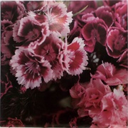 Biff Bang Pow-The Girl Who Runs the Beat Hotel