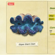 Gigas Giant Clam