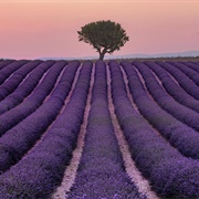 Valensole, France