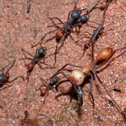 Army Ants