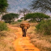 Tsavo West National Park