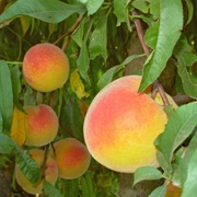 Halford  Peach