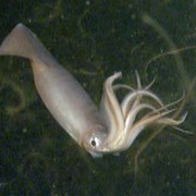 Humboldt Red Devil Squid