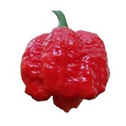 Trinidad Moruga Scorpion Pepper