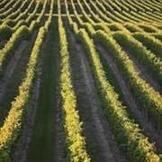 Wine Tasting in Niagara, Ontario