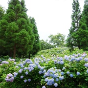 Tonboike Park, Osaka, Japan