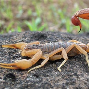 Indian Red Scorpion