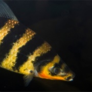 Banded Leporinus