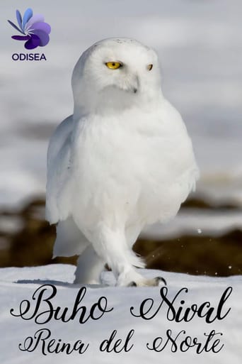 Snowy Owl, Queen of the North (2012)