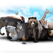 All Animals
