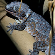 Tokay Gecko