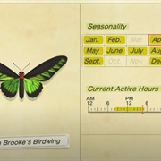 Rajah Brooke's Birdwing