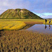 Discover a Pingo (NT)