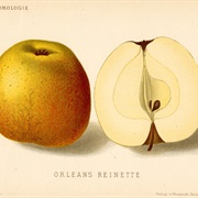 Orleans Reinette