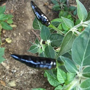 Black Cobra Pepper