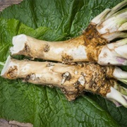 Horseradish Root