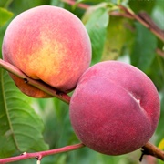 Fairhaven Peach