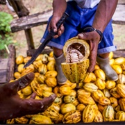 Learn How to Make Chocolate