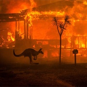 Australian Bush Fires