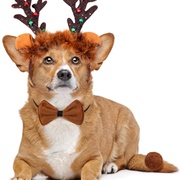 Let Your Pet Wear a Costume