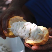 Cocoa Fruit