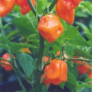 Orange Habanero Pepper