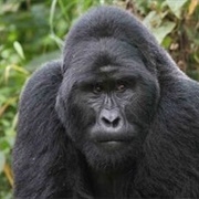 Gorilla