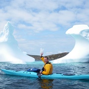 Make an Iceberg Cocktail (NL)