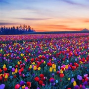 Skagit Valley, Washington