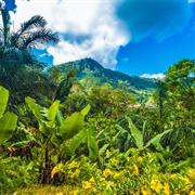 Madagascar Rainforest