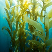 Seaweed
